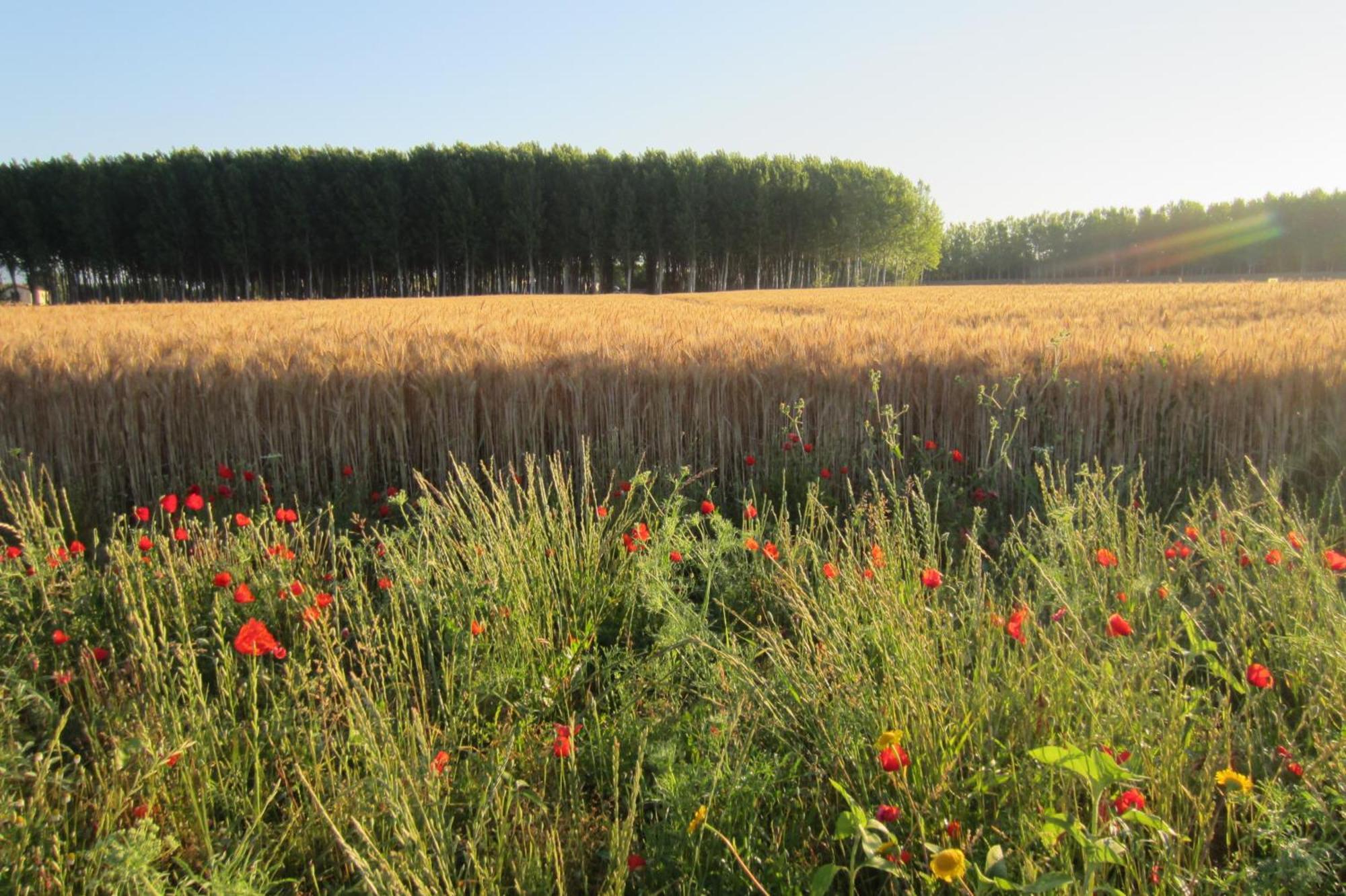 Bed & Breakfast Le Colombaie Country *